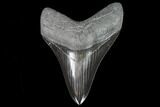 Serrated, Fossil Megalodon Tooth - Jet Black Enamel #108854-1